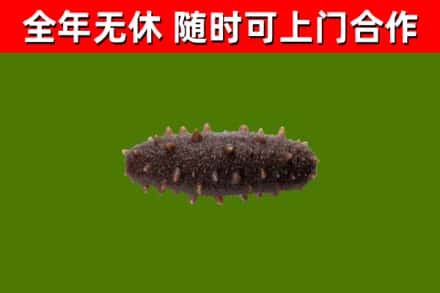 交城烟酒回收干海参.jpg